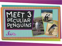 Meet 3 Peculiar Penguins