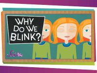 Why Do We Blink?