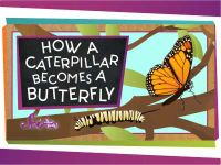 How a Caterpillar Becomes a Butterfly