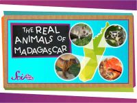 The Real Animals of Madagascar