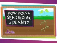 How Does A Seed Become A Plant?