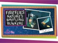 Fireflies: Nature's Baffling Blinkers