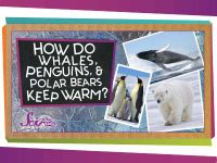 How do Whales, Penguins, and Polar Bears Keep Warm?