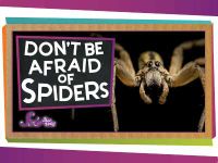 Don't Be Afraid of Spiders!