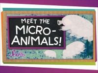 Meet the Microanimals!