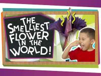 The World's Smelliest Flower