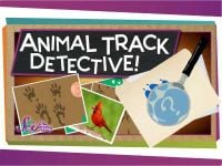 Animal Track Detective!