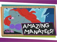 3 Cool Things About Manatees