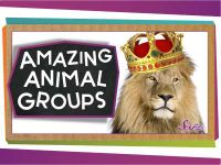 Amazing Animal Groups