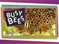 Busy Bees