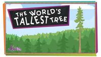 The World's Tallest Tree