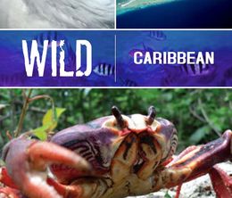 image-https://media.senscritique.com/media/000017576590/0/Wild_Caribbean.jpg