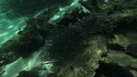Southern Seas