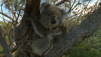 Gum Tree Country