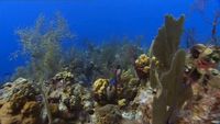 Un monde de corail