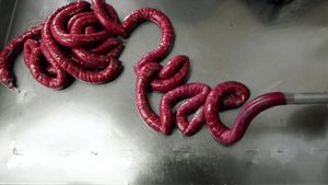 Over eten: Van bloedpens tot varken