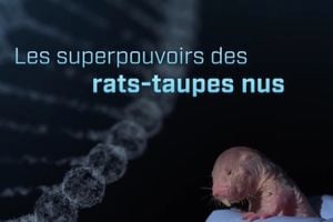 Les superpouvoirs des rats-taupes nus