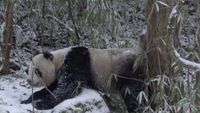 Sur les terres du panda
