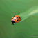 Avatar Coccinelle Solitaire Avatar Coccinelle Solitaire