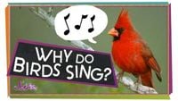 Why Do Birds Sing?