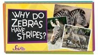 Why Do Zebras Have Stripes?