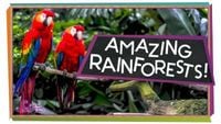 Explore the Rainforest!