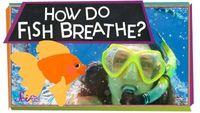 How Do Fish Breathe?