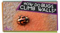 Viewer Mail! - How Do Bugs Hang Upside-Down?