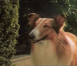 image-https://media.senscritique.com/media/000017634839/0/la_magie_de_lassie.jpg