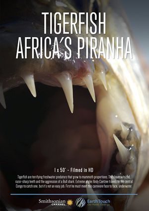 Tigerfish Africa's Piranha