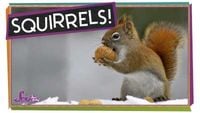 Why Do Squirrels Dig?