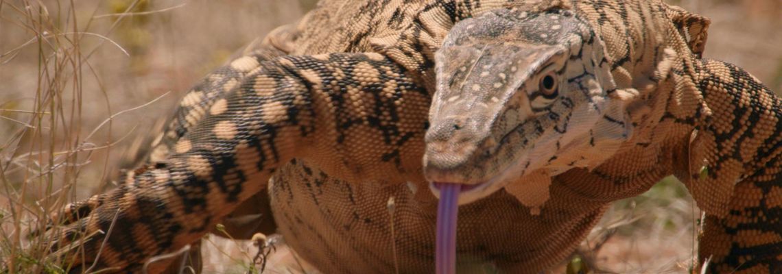 Cover Australia's Deadly Monsters