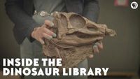 Inside the Dinosaur Library