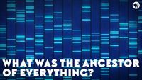 What Was the Ancestor of Everything?