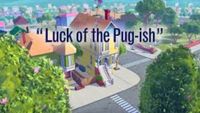 Luck of the Pug-ish