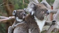 La forêt des koalas