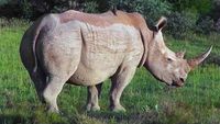 Saving Wild Rhinos in South Africa