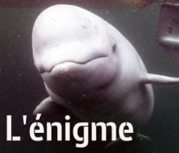 image-https://media.senscritique.com/media/000017785080/0/l_enigme_des_belugas.jpg