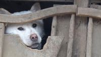 South Korea's Dog Meat Culture