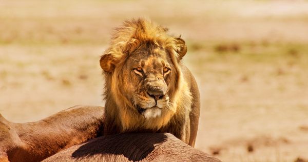 La Nature sauvage de l'Afrique