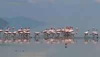 Le lac Natron, aux extrêmes de la vie
