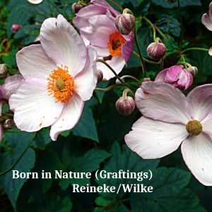 Born in Nature (Graftings)