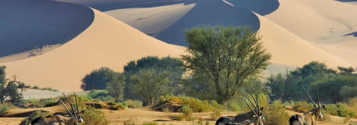 Cover Wild Namibia