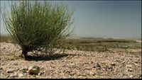 Desert Water; LED TVs; Ferraris