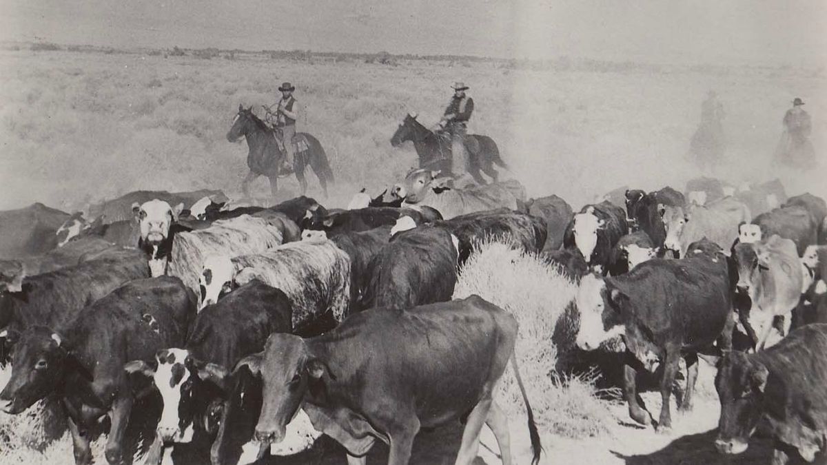 Cattle Empire Film (1958) SensCritique