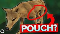 Why Does This Wolf Have A Pouch?