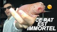 CE RAT EST IMMORTEL ? Vrai ou Faux #73