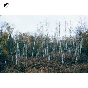 Haul (radio edit) (Single)