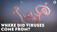 Where Did Viruses Come From?