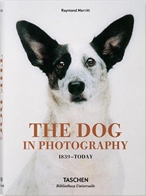 The Dog in photography